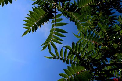 Low angle view of leaves against blue sky