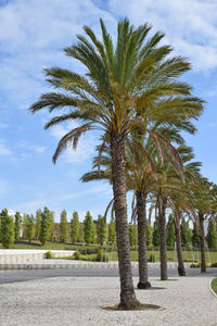 Palm trees against sky