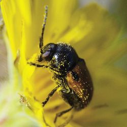 Close-up of bee pollinating on yellow flower