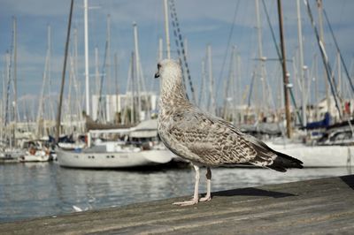 Close-up of bird perching on boat