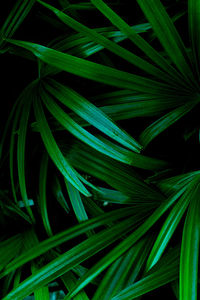 Full frame shot of green leaves at night