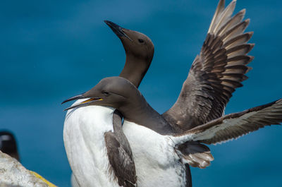 Guillemots - uria aalge mating on skomer island