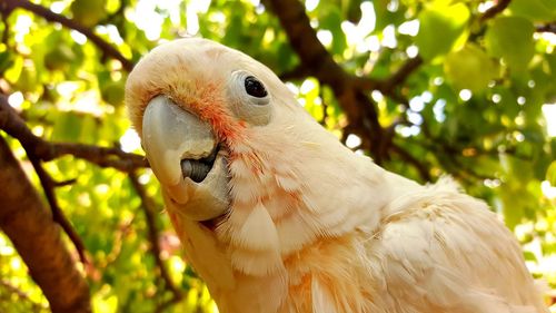 Close-up parrot in forest