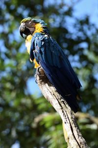 Low angle view of bird perching on tree