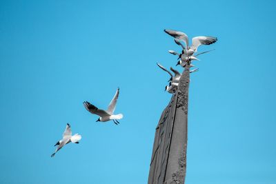 Low angle view of seagulls flying