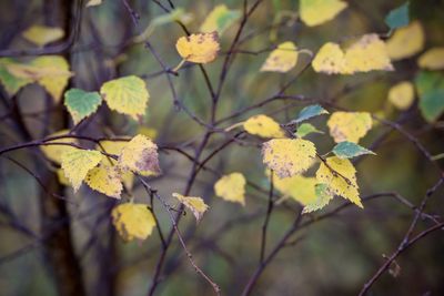 Close-up of yellow flowering plant during autumn