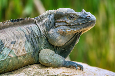 Close-up of a lizard