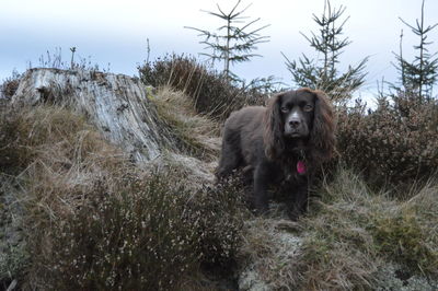 Portrait of dog on ground