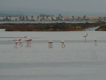 View of birds on beach