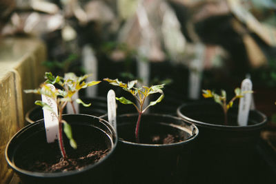 Close-up of potted plant