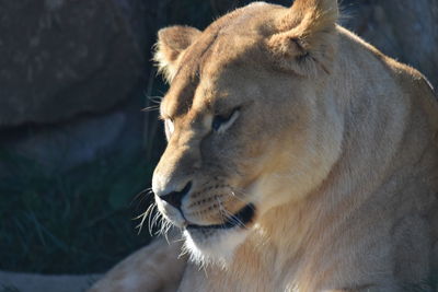 Close-up of a cat looking away