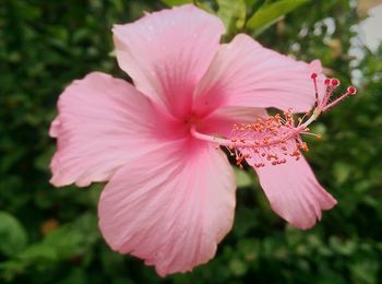 Close-up of pink flower