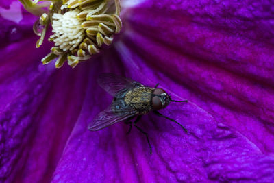 Close-up of insect on purple flower