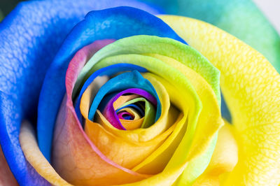 Close-up of yellow rose