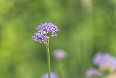 Close-up of purple flowering plant