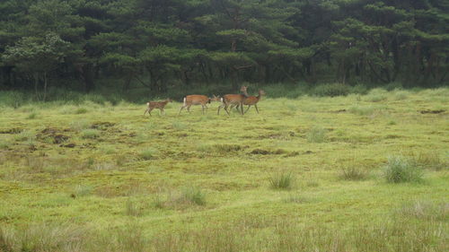 Horses grazing on field