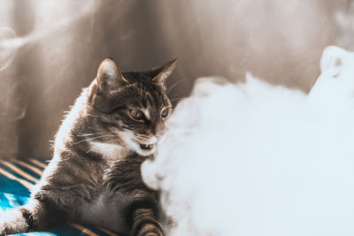 Close-up of a cat looking away