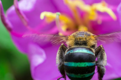 Close-up of insect on pink flower