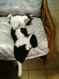 Cat resting on floor