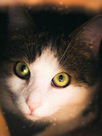 Close-up portrait of cat