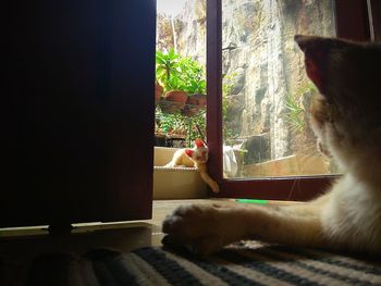 Cat sitting on a window