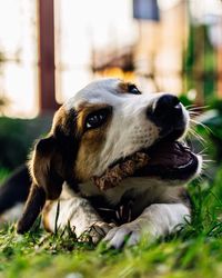 Close-up of dog relaxing on grass