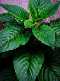 Close-up of leaves