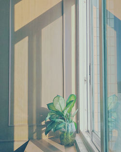 Potted plant by window at home