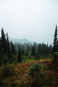 Scenic view of forest against sky