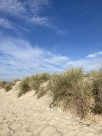 Plants growing on land against sky