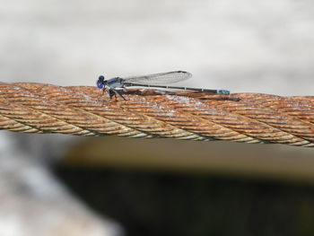 Close-up of dragonfly on wood