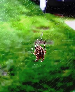 Close-up of spider on web