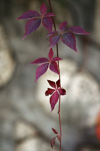 Close-up of maple leaves