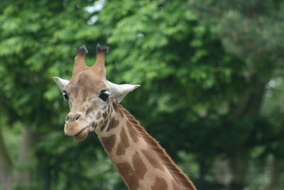 Close-up of giraffe against blurred background