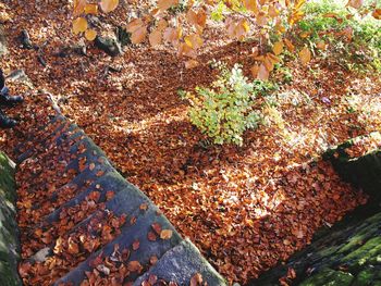 Leaves on tree trunk