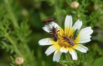 Close-up of butterfly pollinating on yellow flower