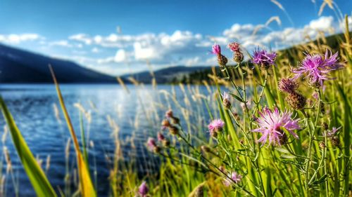 Close-up of flowering plants by land against sky