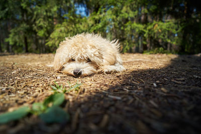 Lovely little dog lies on the pine needles in the summer pine forest