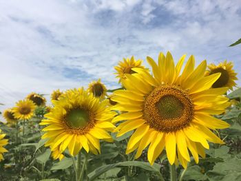 Close-up of yellow sunflower against sky