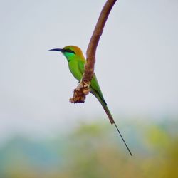 Bird perching on a plant