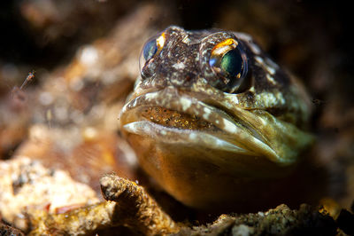 Close-up of fish