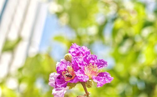 Close-up of pink flowering plant