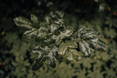 Close-up of wilted flower on plant