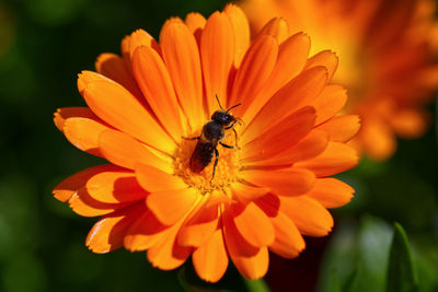 Close-up of insect on orange flower