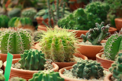 Close-up of succulent plant in pot