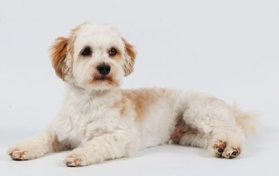 Close-up portrait of dog against white background