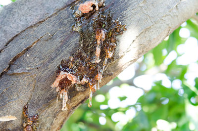 Close-up of insect on tree trunk