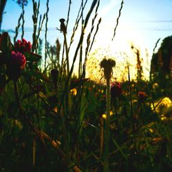 Close-up of flowers blooming on field against sky