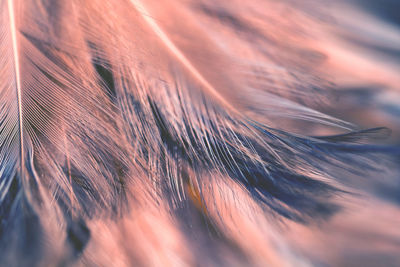 Full frame shot feather 