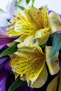 Close-up of yellow flowers